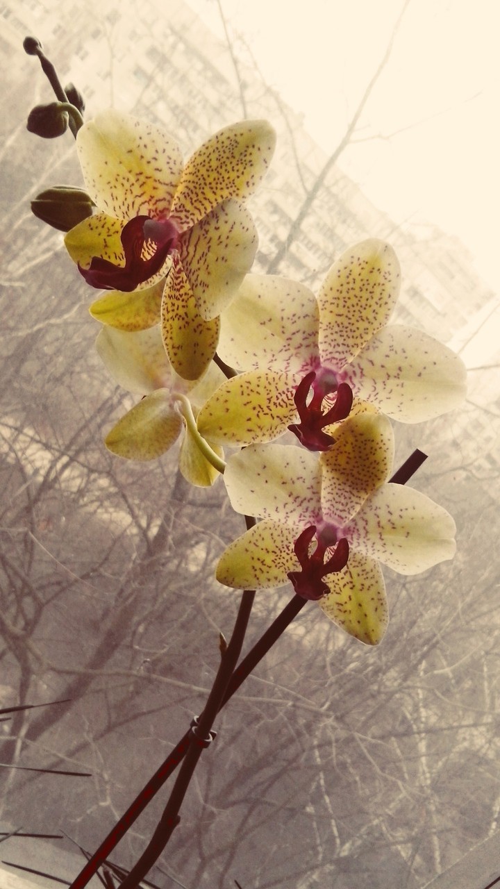 yellow orchids