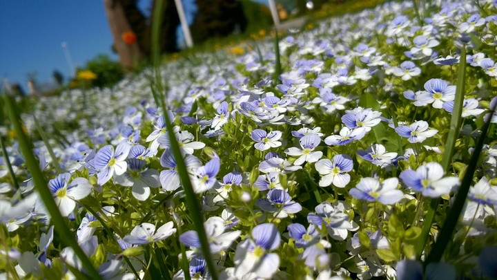 Meadow