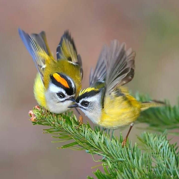 good morning my dear friends, have nice day