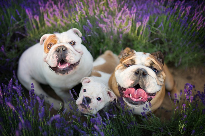 doggi