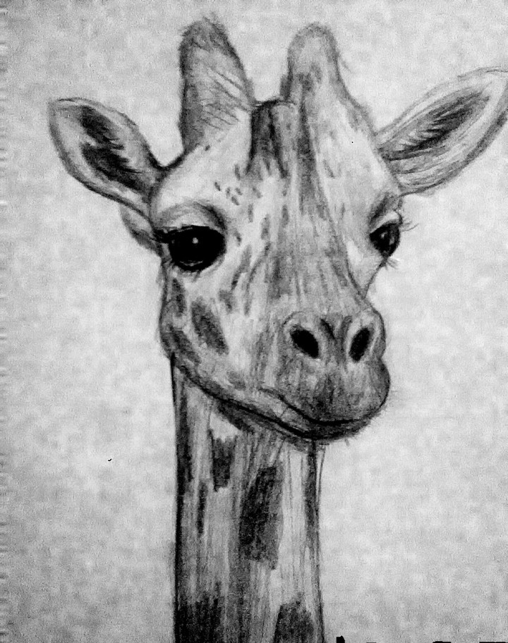 animal love
