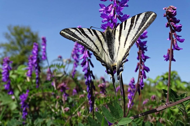 butterfly