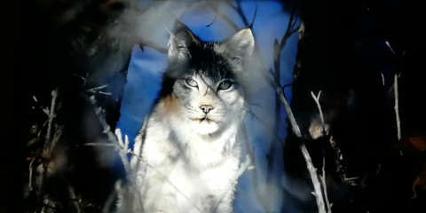 Feline