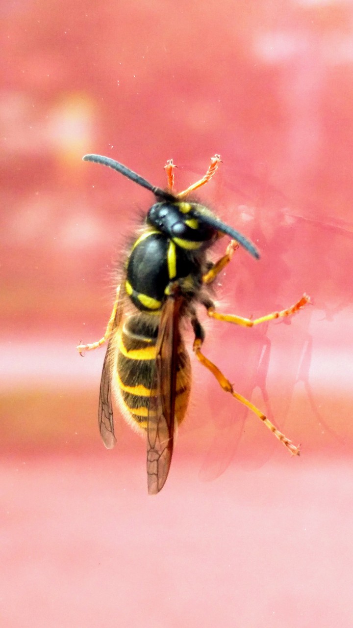 bee on my window