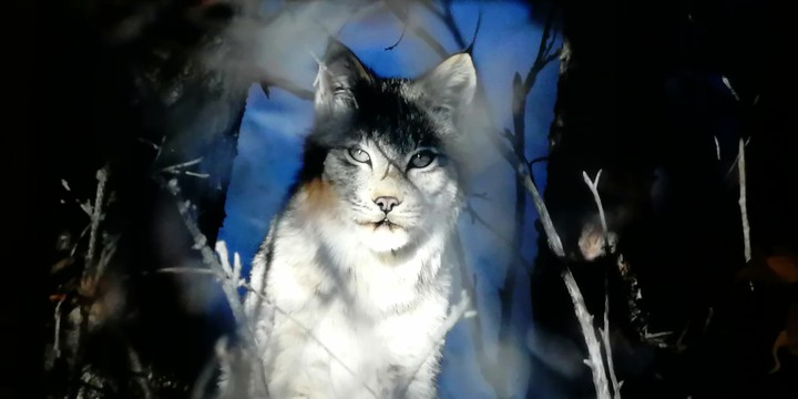 Feline