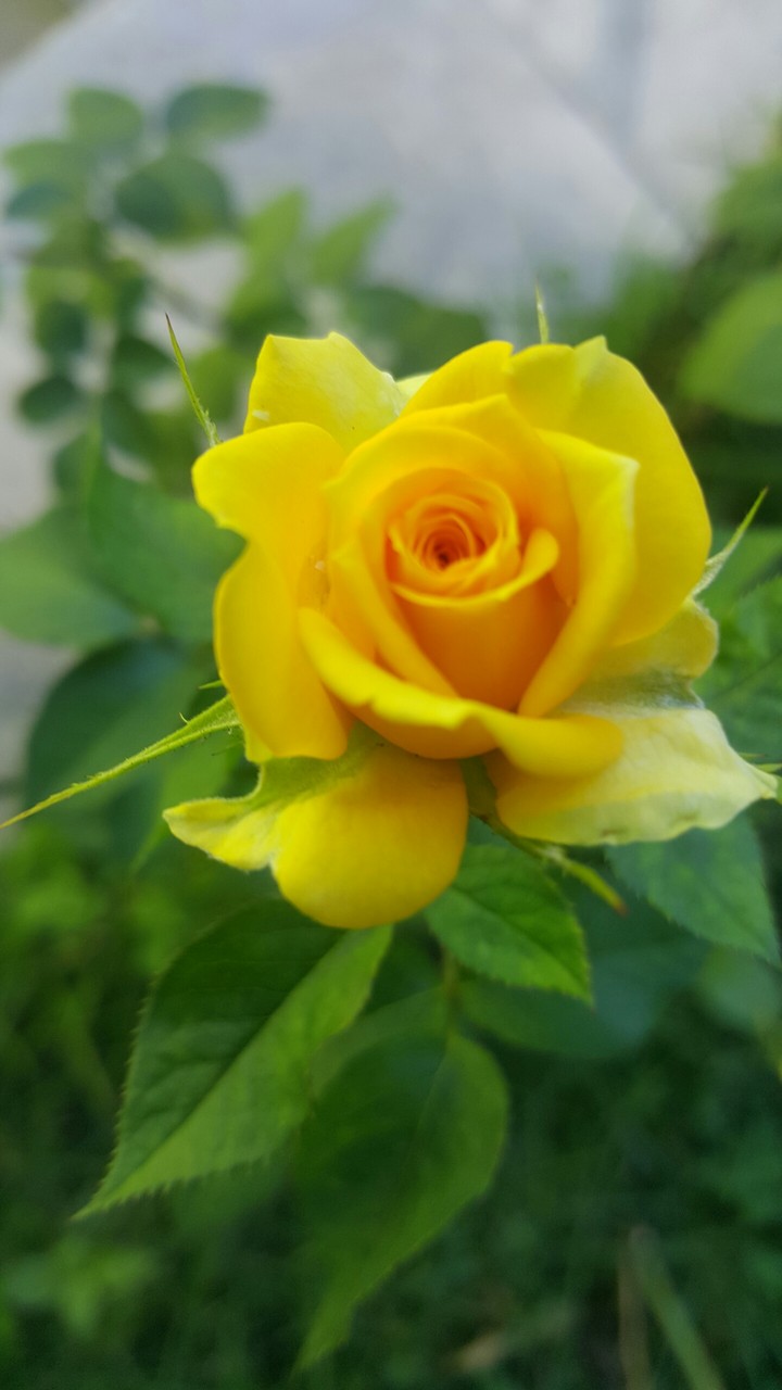 yellow rose