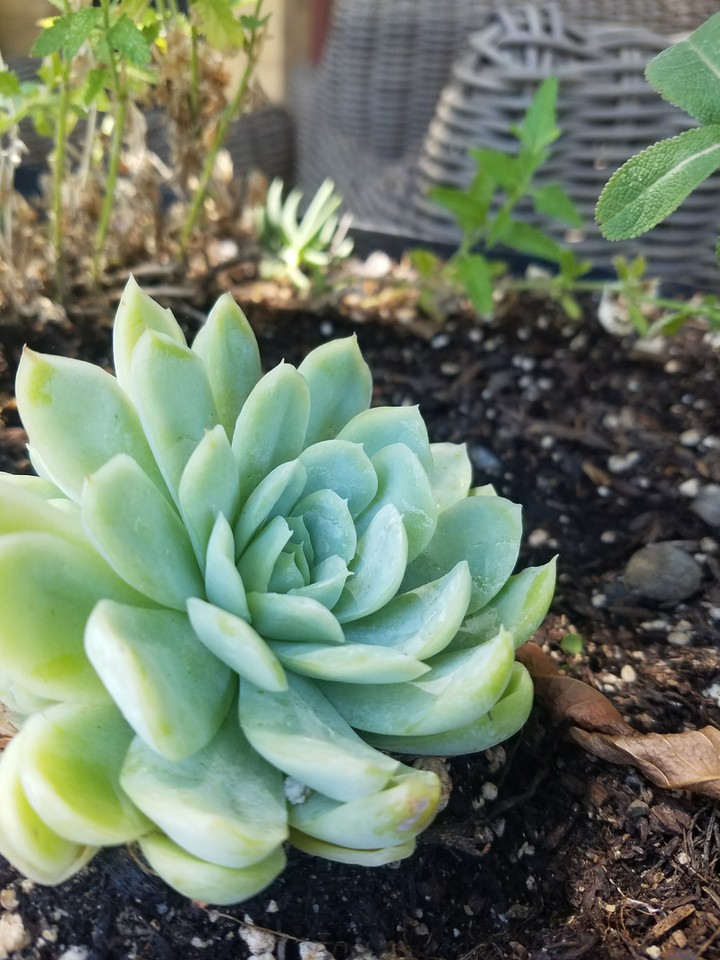 Ice flower