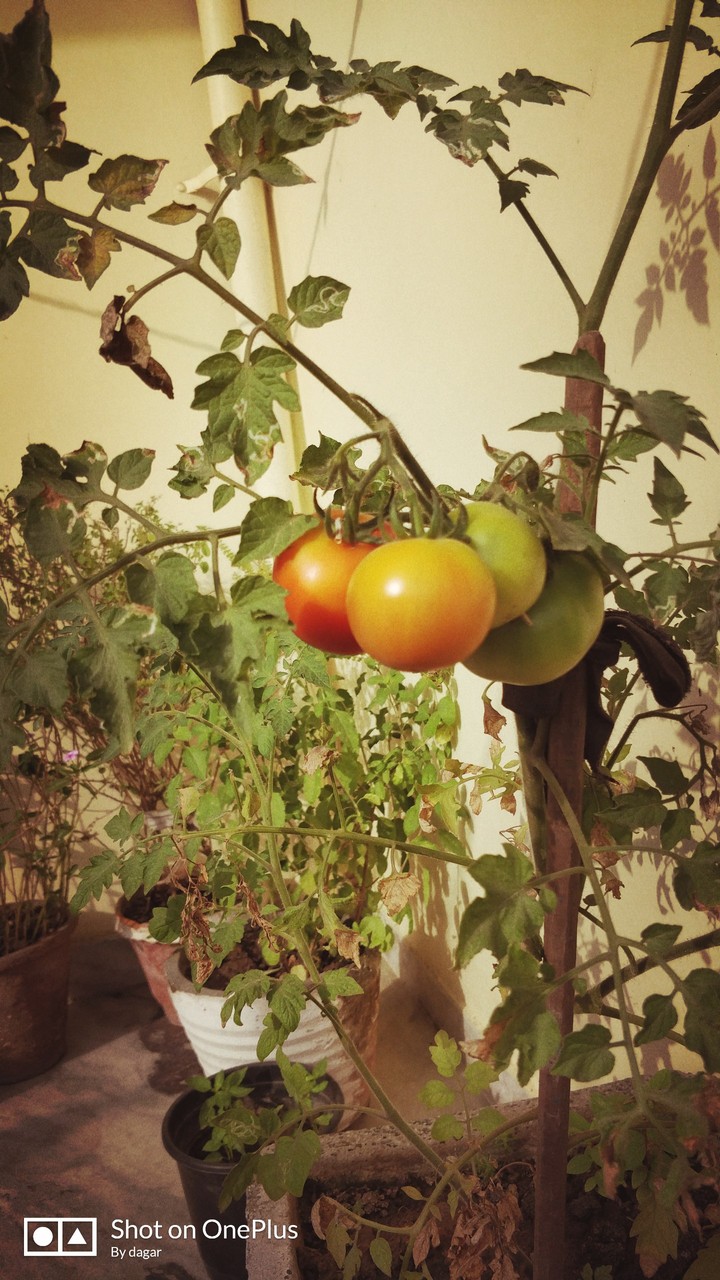 tomato