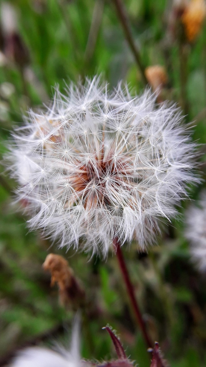 Dandelion