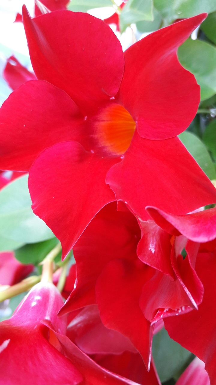 Blume