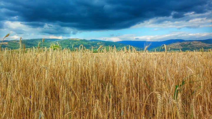 Cloudy field