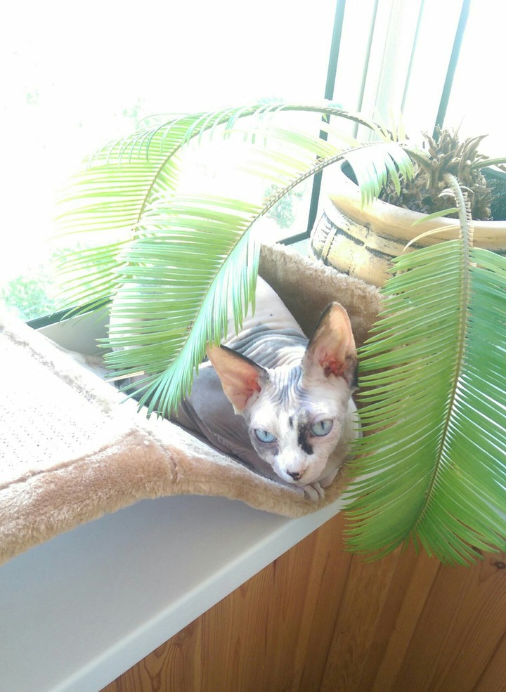Kitti Kira