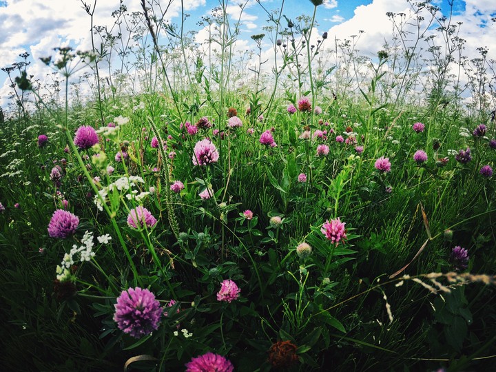 flowers