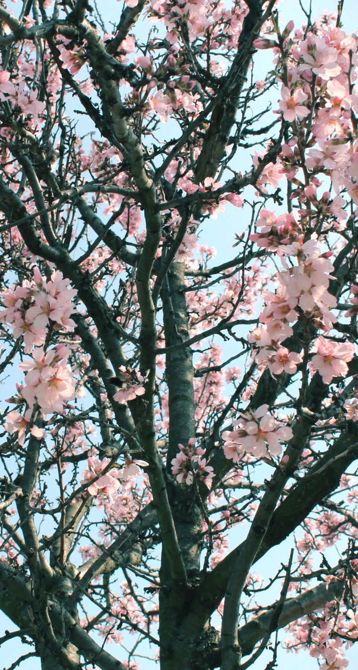Spring