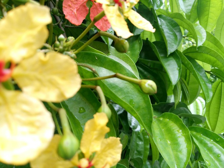 Sweet Flowers