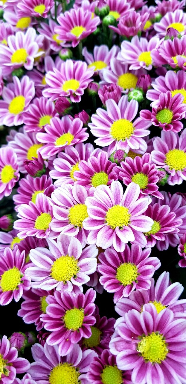 Flores ♡