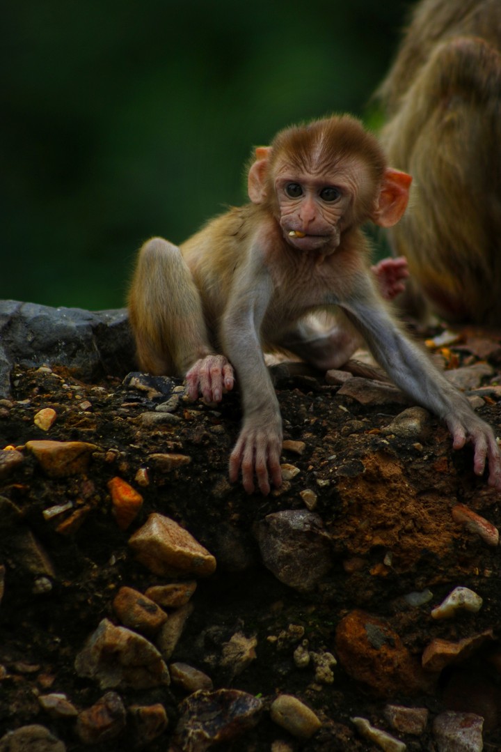 The indian monkey