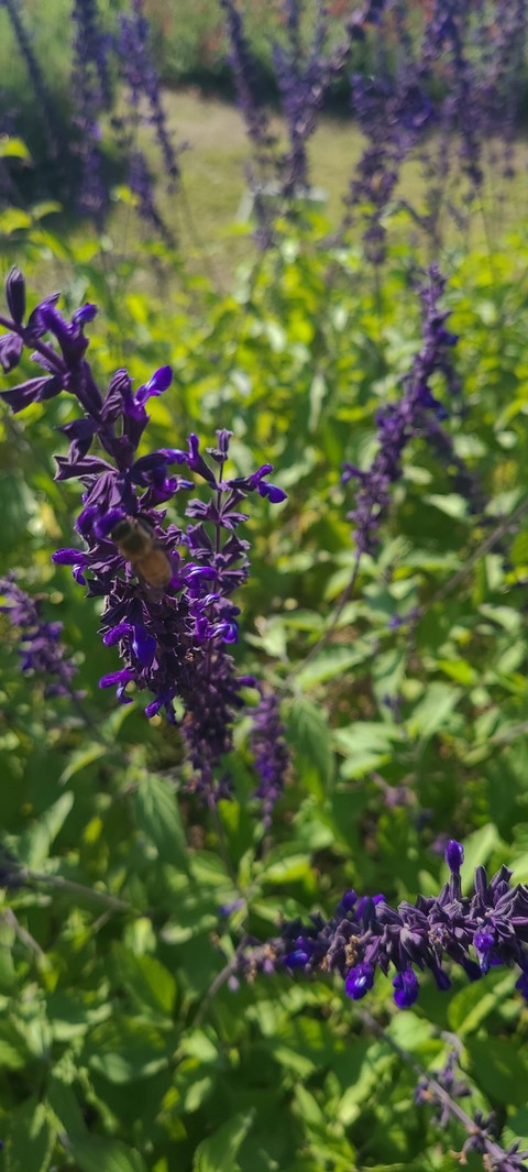 sfondi violet, lavender