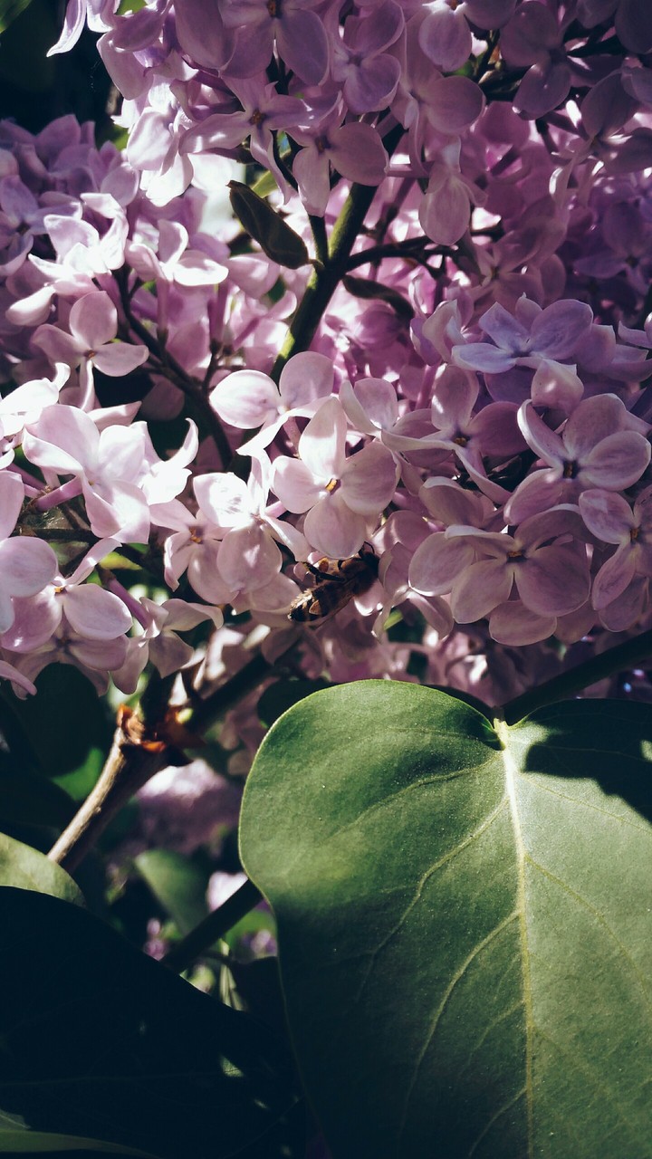 little bee