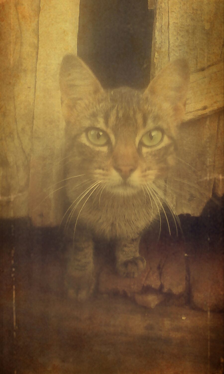 el gato pampan