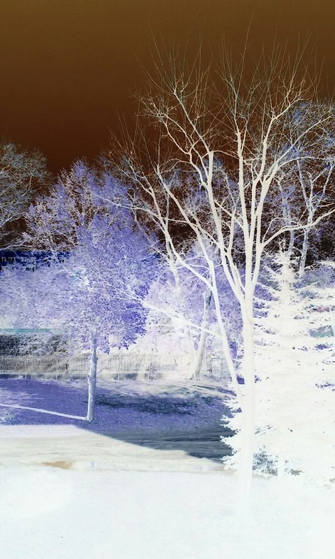 Negatyw forest