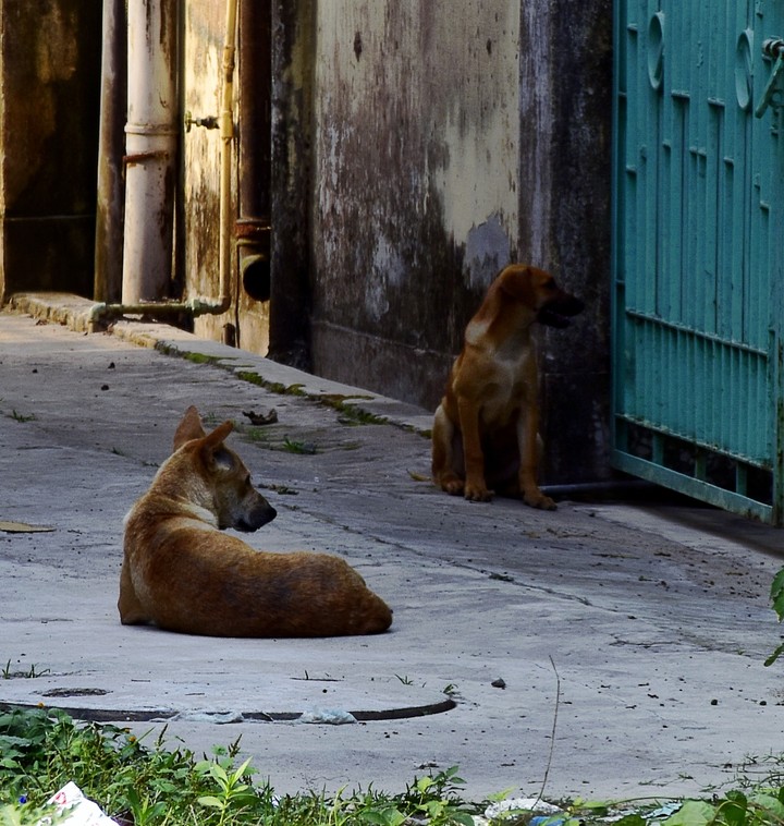 animals