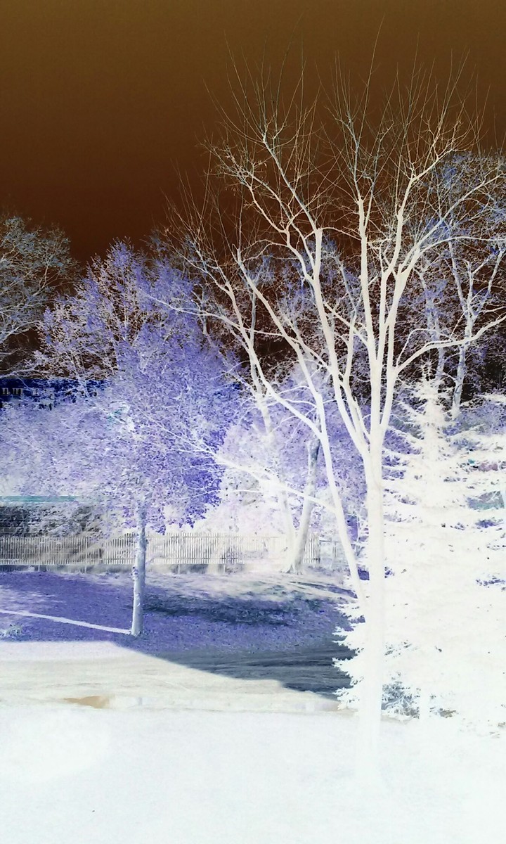 Negatyw forest