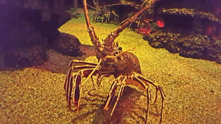 Under the sea