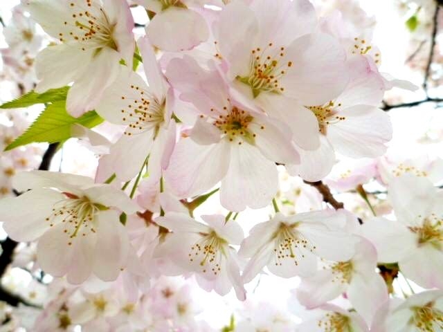 japan sakura