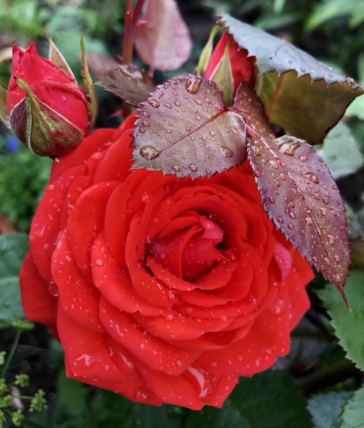 rose