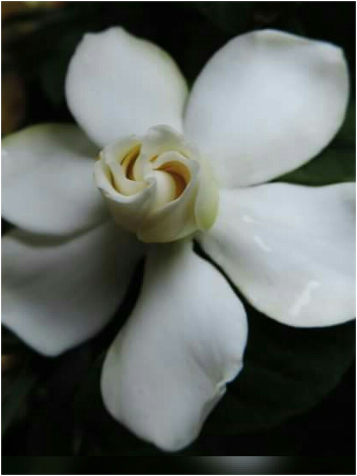 Perfeição da Natureza.