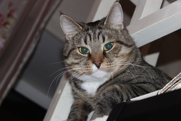 Plumpy cat