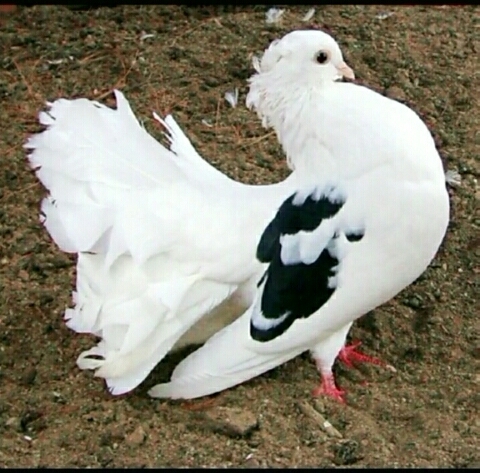 o