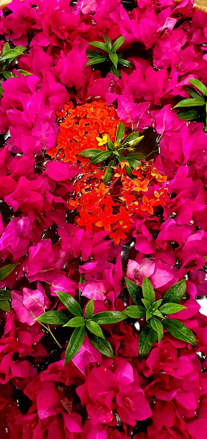 Flowers