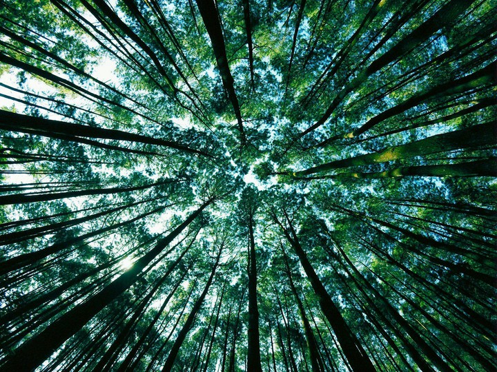 bajo los arboles