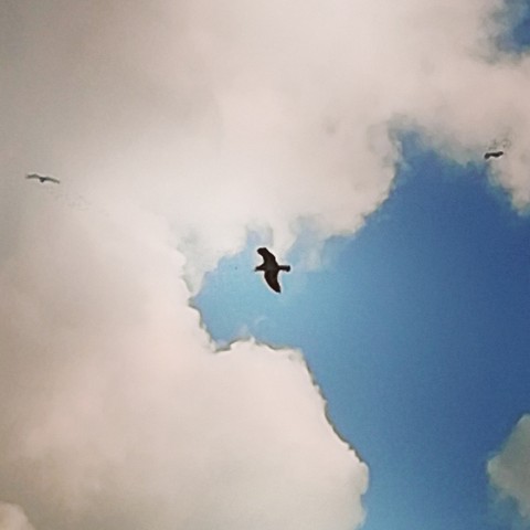 bird, sky桌布