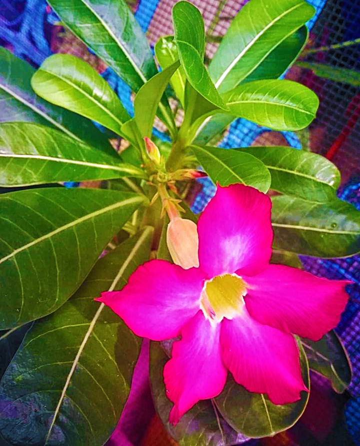 adenium