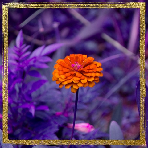 Gerbera