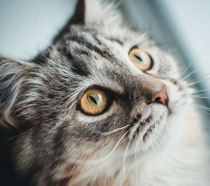 Милый котик