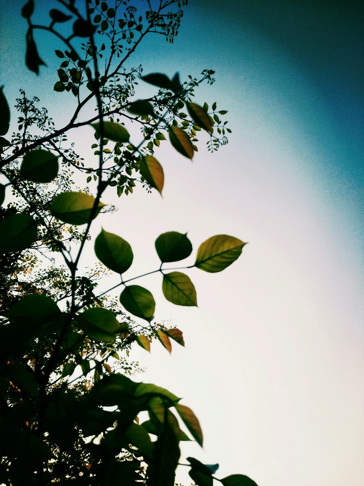 Leaf On Sky...
