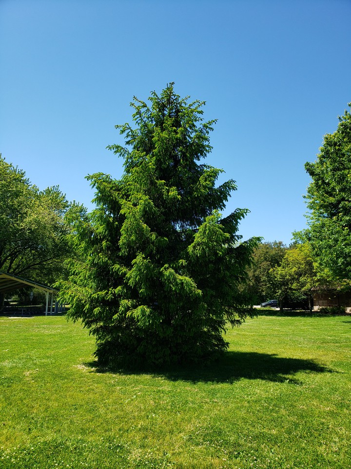 Summer Conifer