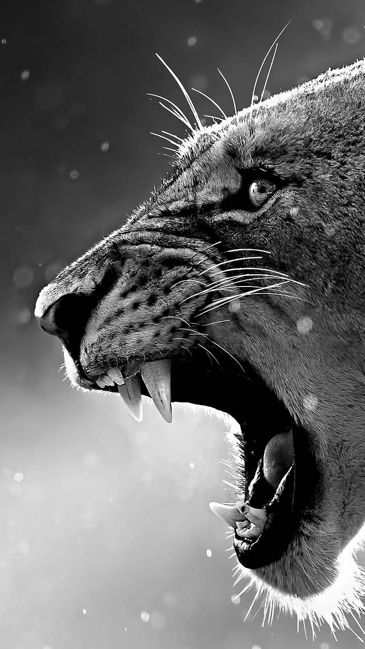 lion