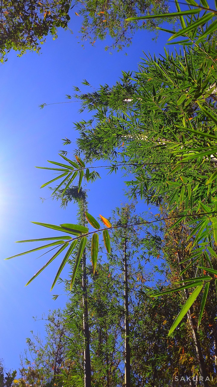 bamboo