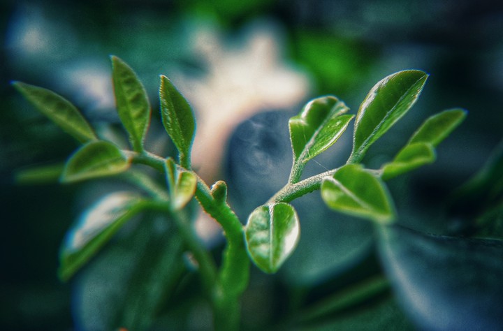 macro bud