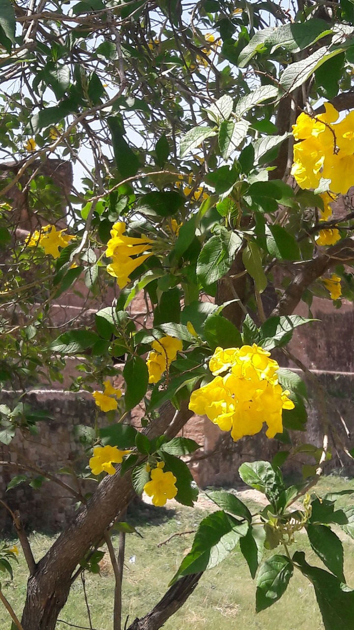 flowers