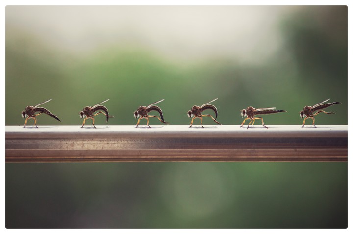 Damselfly Yoga