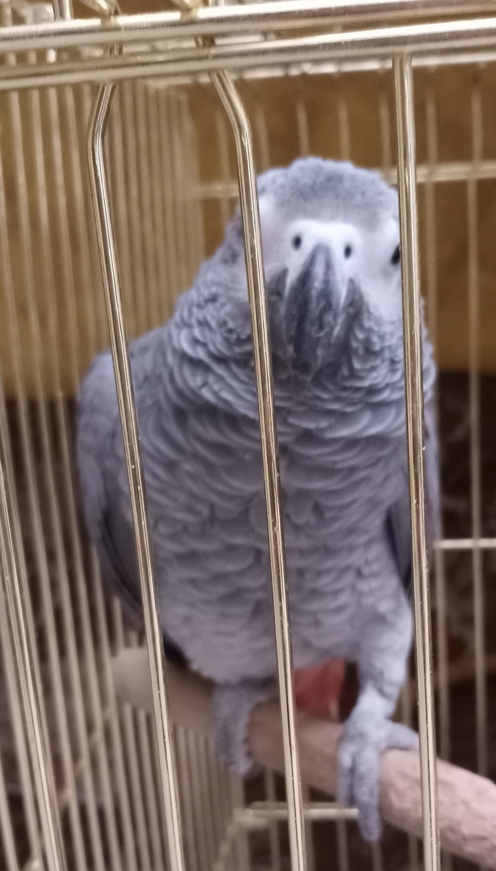 animal