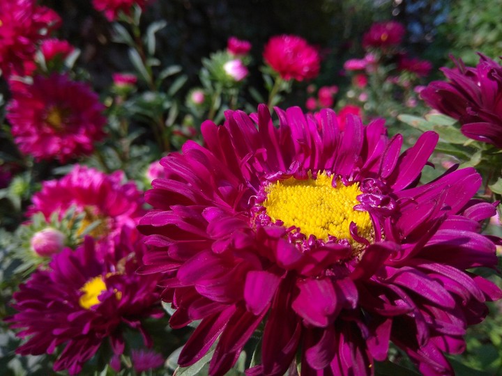Bee heaven