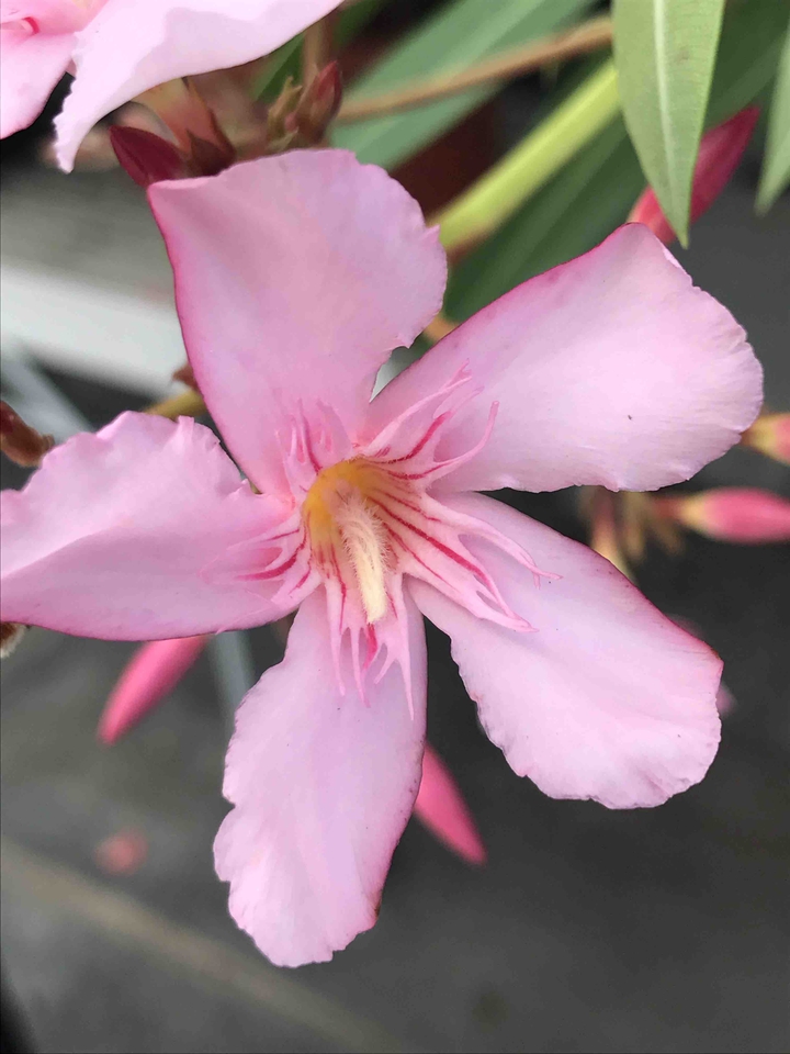 pink flower
