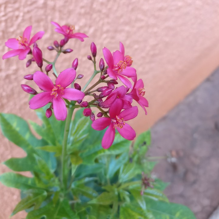 pink flowers
